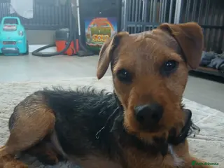 Patterdale Terrier dogs Puppies - Advert 10