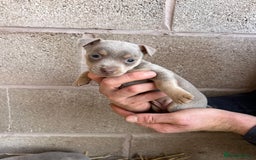 Jack Russell dogs for sale: Lilac & Tan Miniature Jack Russel  - Image 11