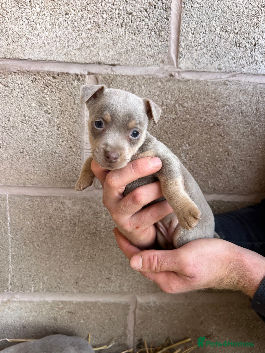 Jack Russell dogs for sale: Lilac & Tan Miniature Jack Russel  - Image 11