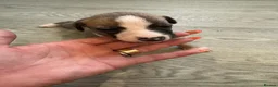Mixed Breed dogs for sale: Beautiful Whippet/Greyhound Puppies in Penrhyndeudraeth - Advert 6