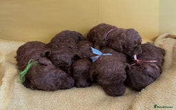 Toy Poodle dogs for sale: Stunning Deep Red Toy Poodles 🐩 Ready 16th Oct - Image 6
