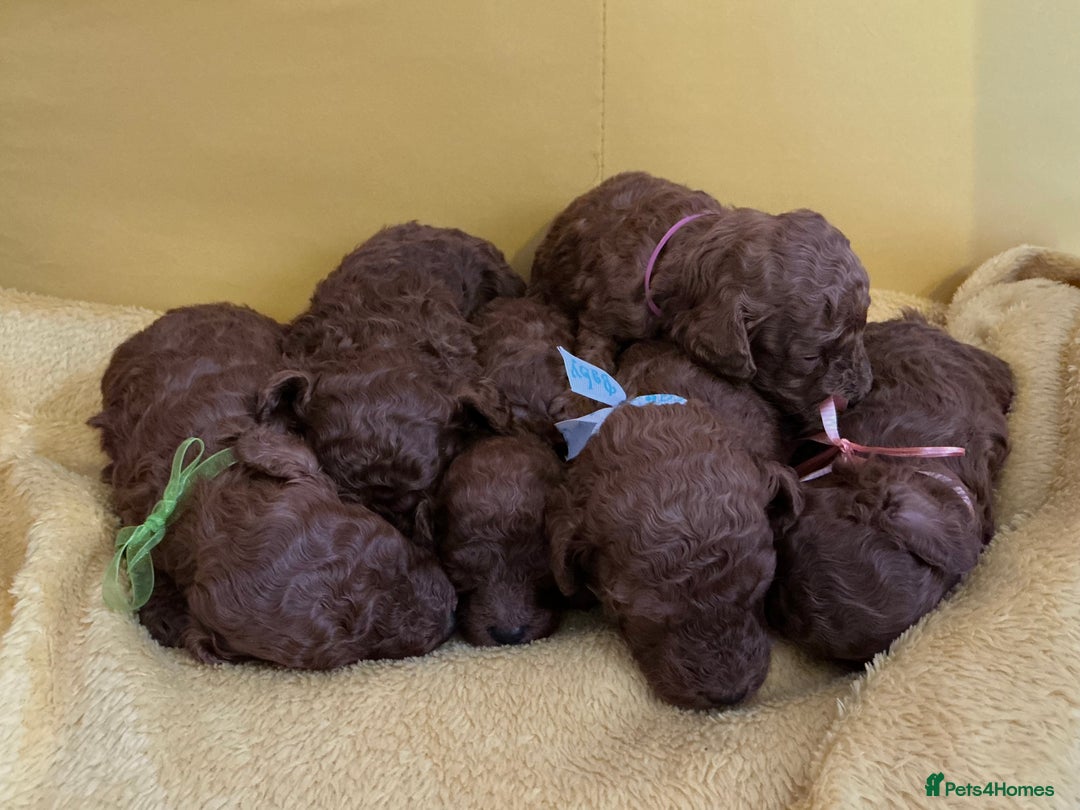 Toy Poodle dogs for sale: Stunning Deep Red Toy Poodles 🐩 Ready 16th Oct - Image 6