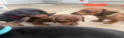Dachshund dogs for sale: Standard Dachshunds Glasgow - Advert 12