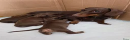 Miniature Dachshund dogs for sale: Stunning KC registered Miniature Dachshund's - Advert 8