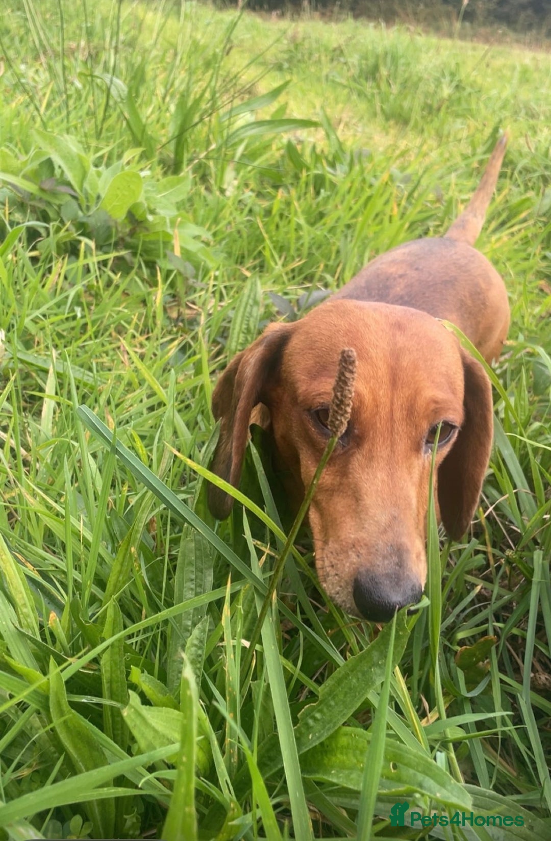 Miniature Dachshund dogs for sale: 2 miniature dachshunds £500 each - Advert 7