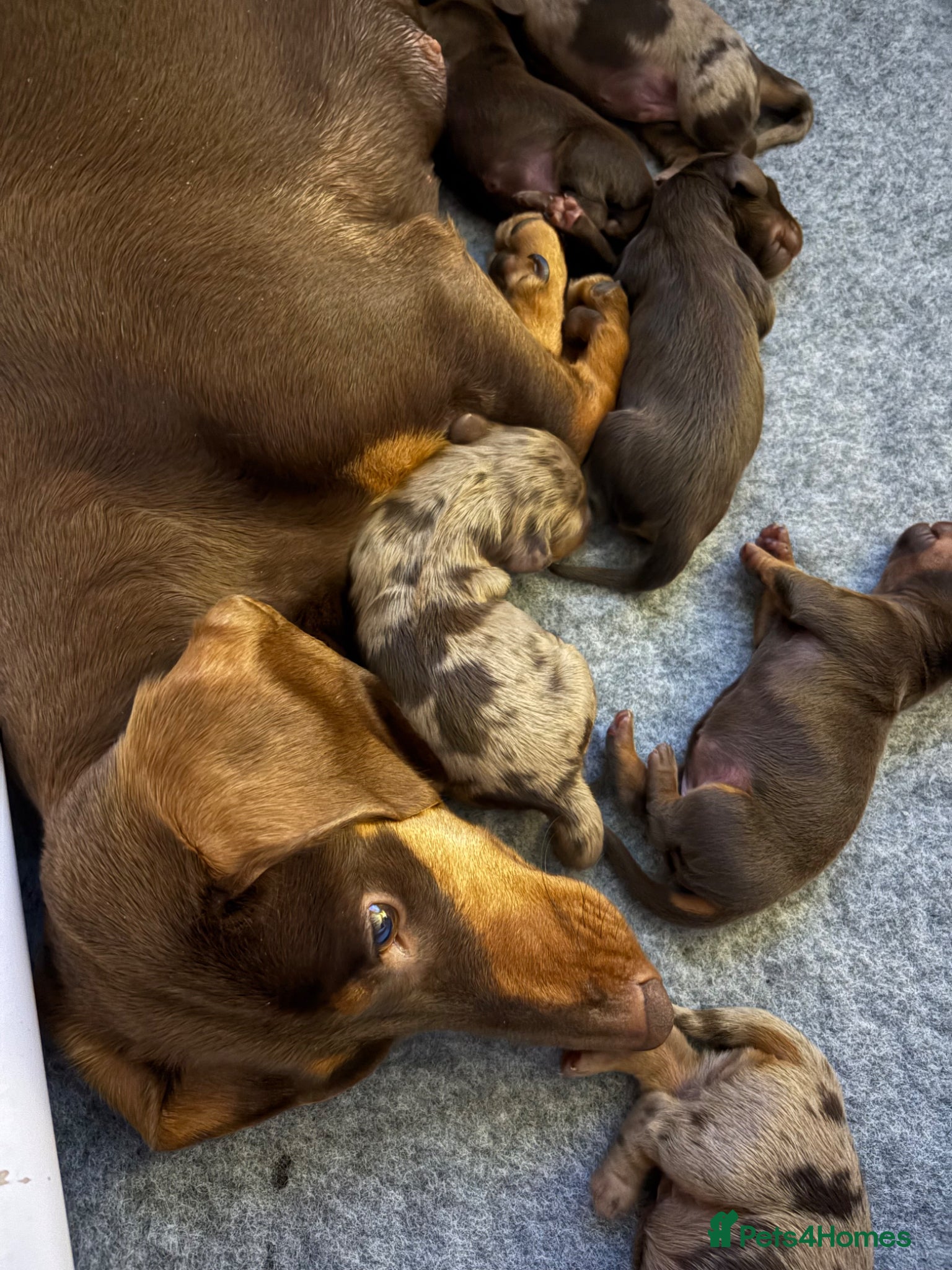 Dachshund dogs Standard Dachshund puppies   - Advert 7