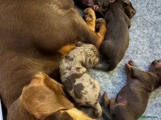 Dachshund dogs Standard Dachshund puppies - Advert 5