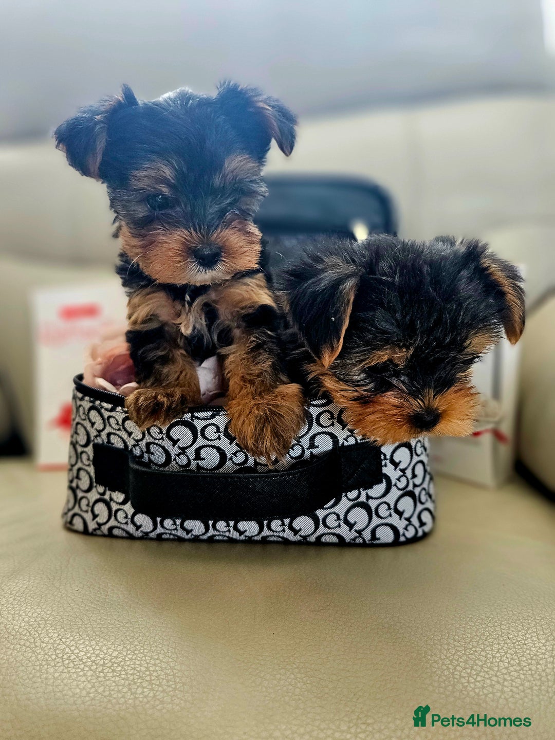 Yorkshire Terrier dogs for sale: Yorkshire Terrier - Image 4