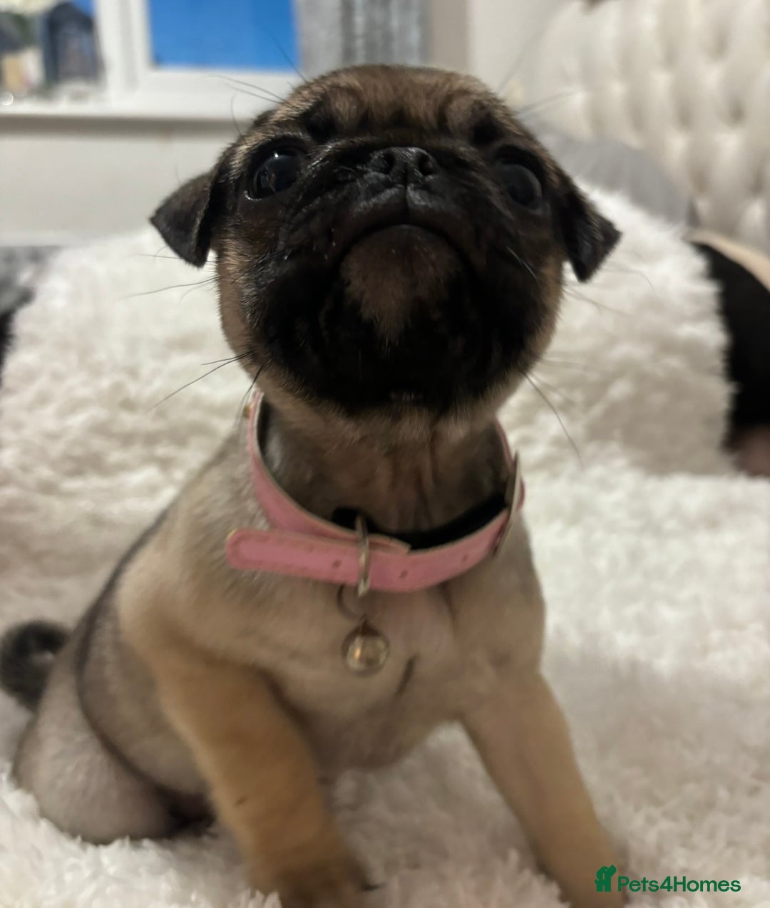 Pug dogs for sale: 2 beautiful girl pugs - READY NOW !!! - Image 5