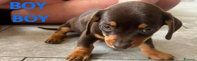 Dachshund 1