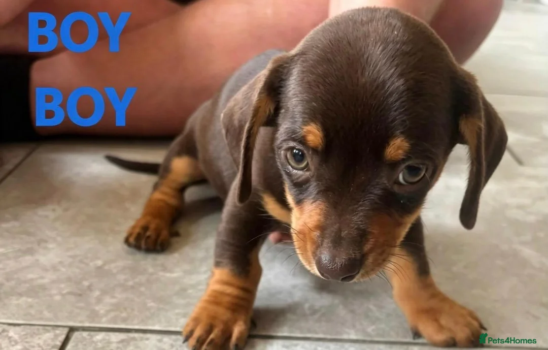 Dachshund dogs for sale: BEAUTIFUL DACHSHUND PUPS READY 9/11  - Advert 9