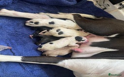 Mixed Breed dogs for sale: American bulldog X French bulldog - Image 2