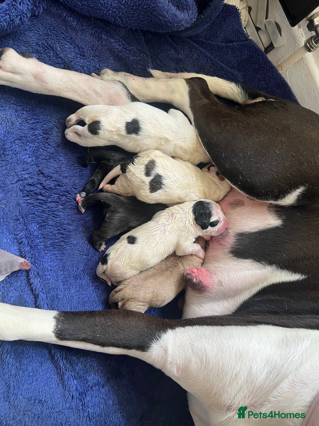 Mixed Breed dogs for sale: American bulldog X French bulldog - Image 2