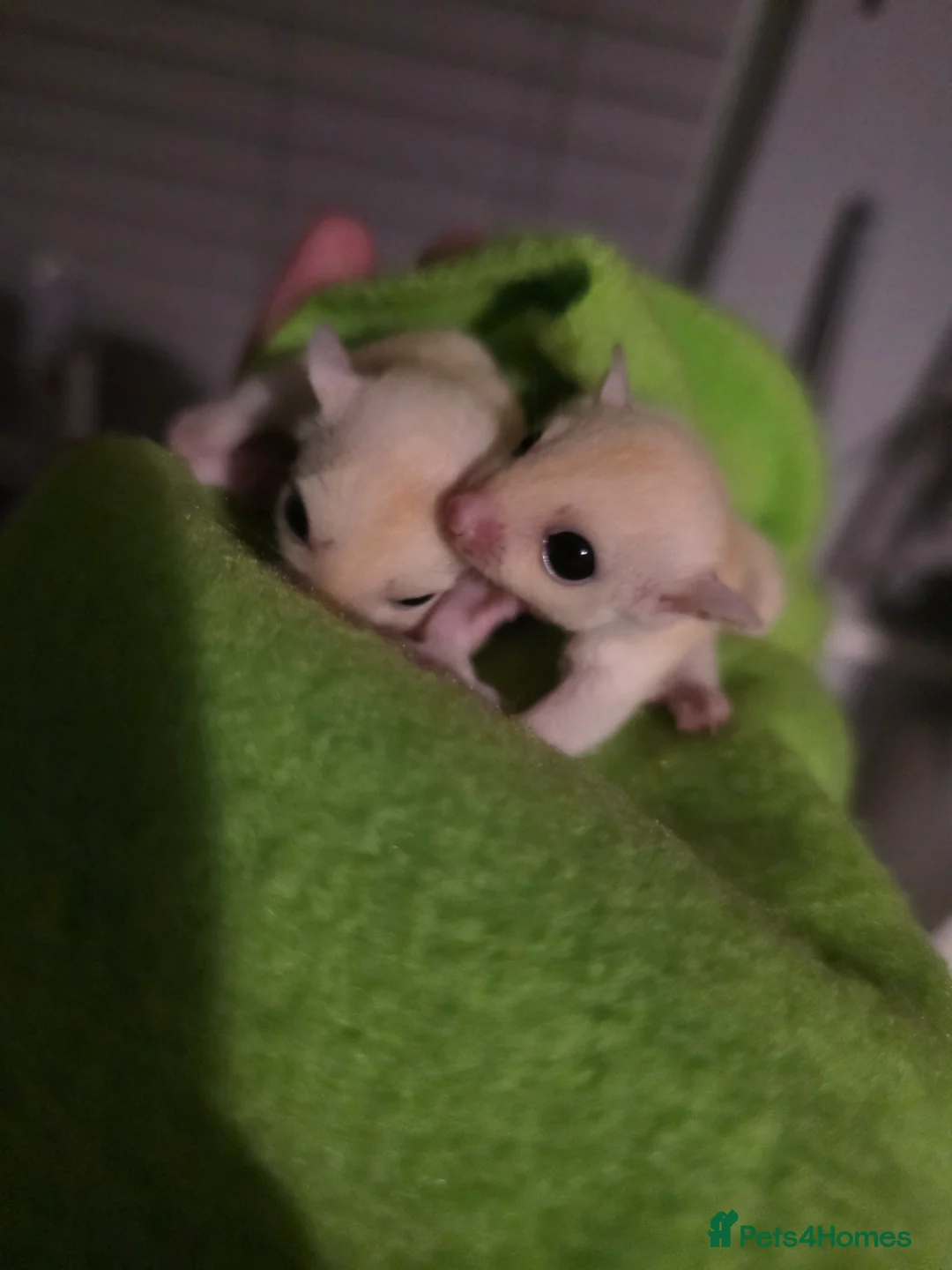 Sugar Glider rodents for sale: Twin sugar gliders  in Salford - Advert 1