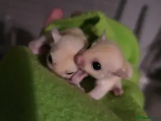 Sugar Glider rodents Twin sugar gliders - Advert 3