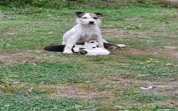 Jack Russell dogs for sale: Tradisional Jack russles  - Image 13