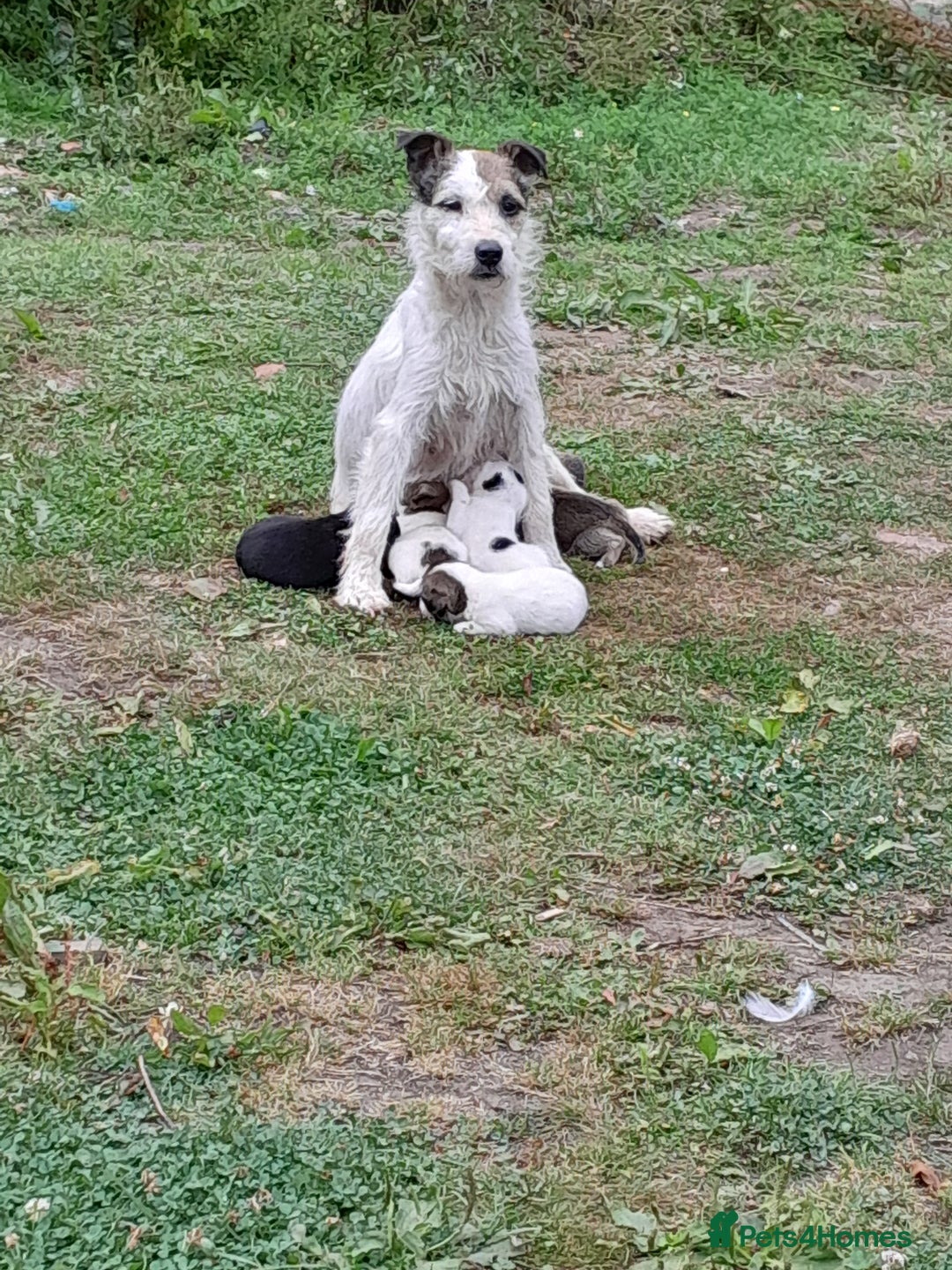 Jack Russell dogs for sale: Tradisional Jack russles  - Image 13