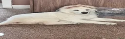 German Shepherd dogs for sale: White German shepherd puppy  in Colne - Advert 9
