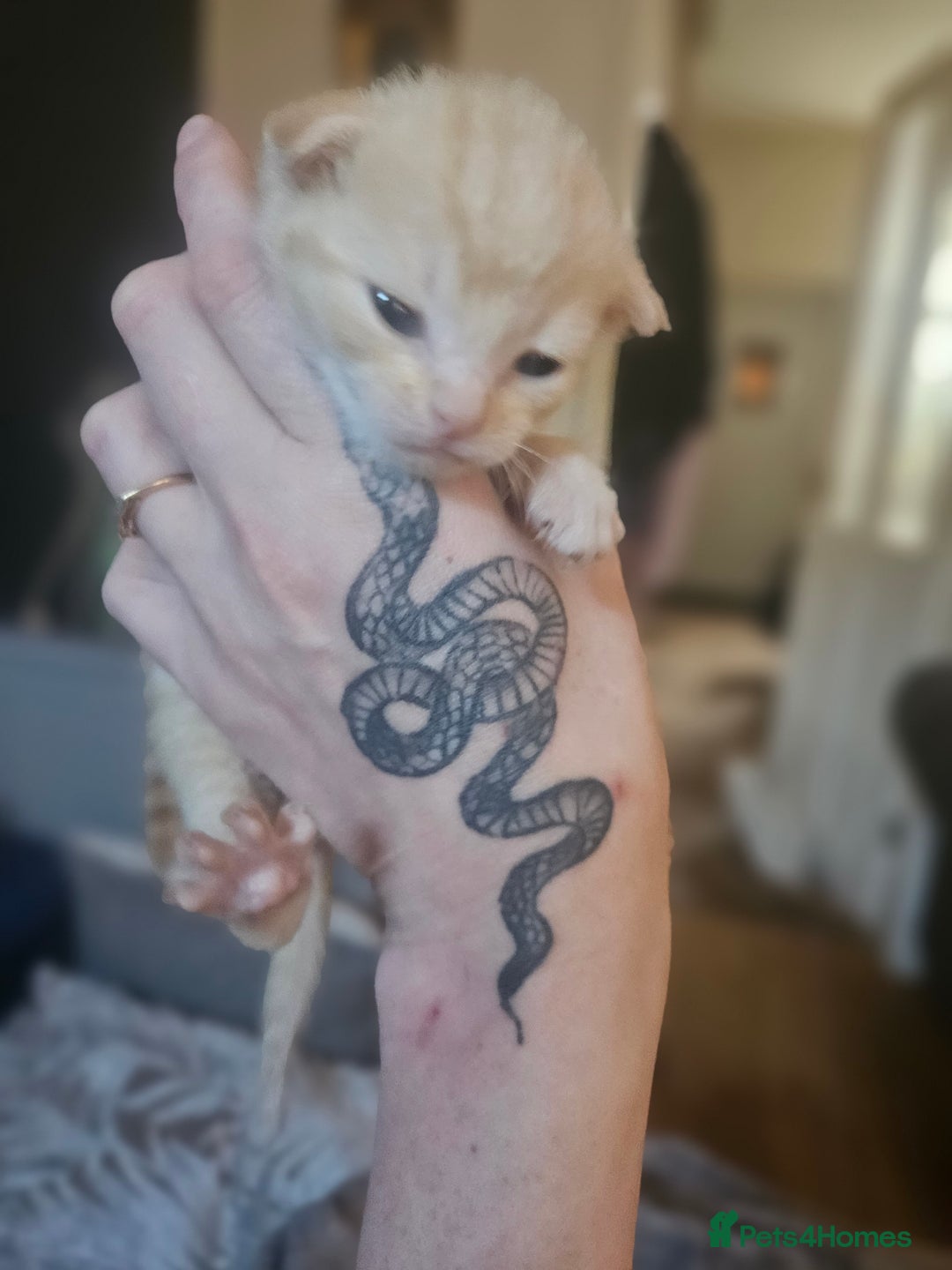 Sphynx cats for sale: Snow coated shpynx with sky blue eyes - Image 18