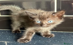Mixed Breed cats for sale: 3 lovely kittens  - Image 9