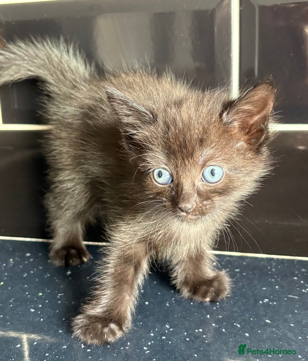 Mixed Breed cats for sale: 3 lovely kittens  - Image 9