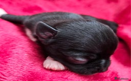 Chihuahua dogs for sale: Beautiful  Blue and Merle Chihuahua  - Image 16