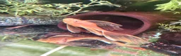Angelfish fish for sale: LONG FIN GOLDEN ANGELS - Advert 15