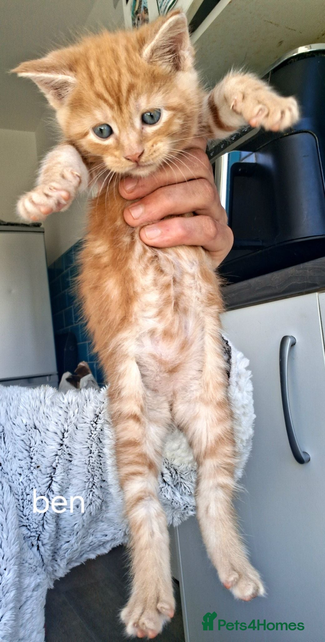 Maine Coon cats 4 purebreed maincoon babies  - Advert 1