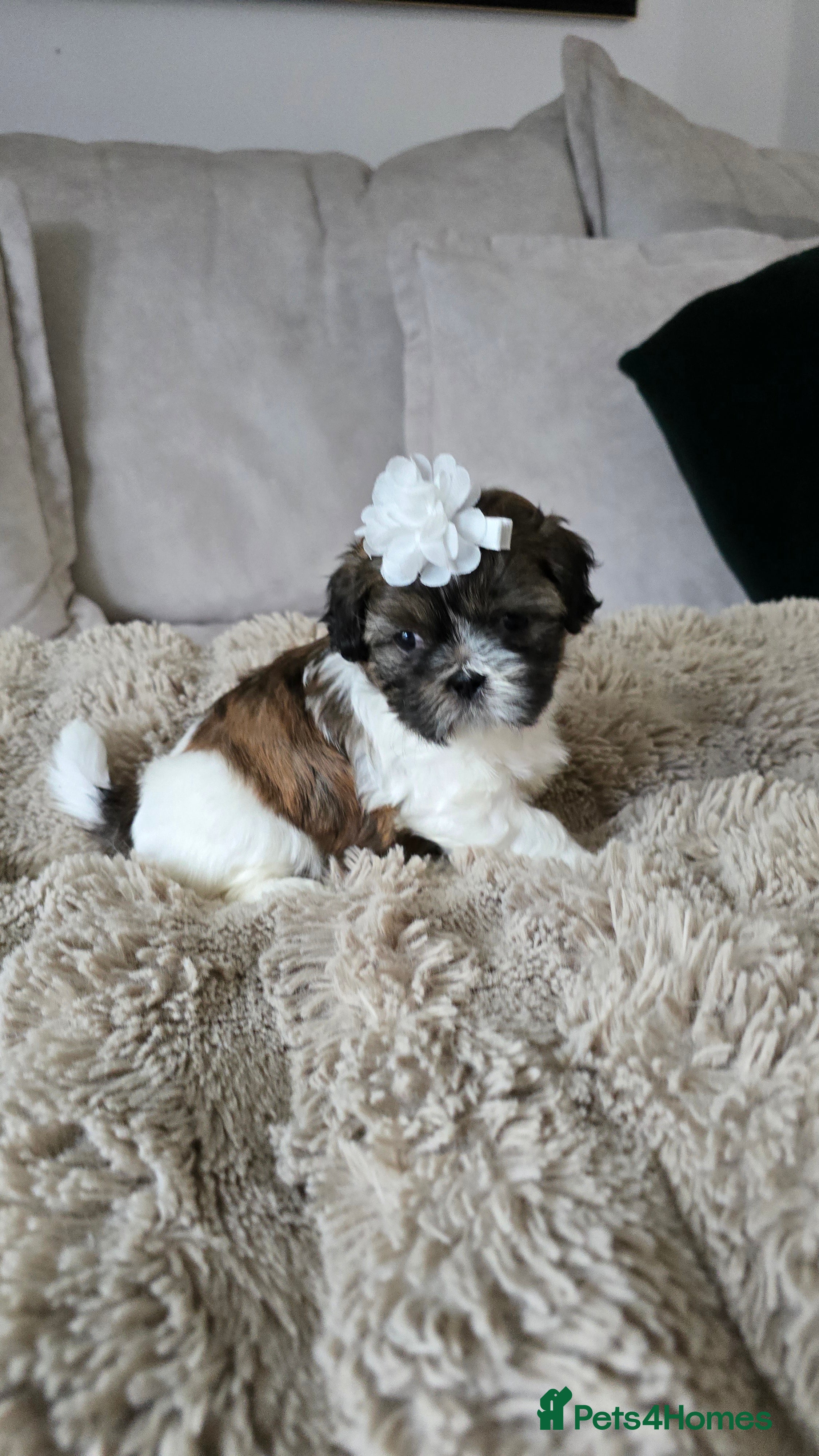 Shih Tzu dogs 🥰Adorable Shih Tzu girl🥰 Last girl left ❤️ - Advert 14