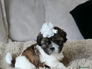 Shih Tzu dogs 🥰Adorable Shih Tzu girl🥰 Last girl left ❤️ - Advert 14