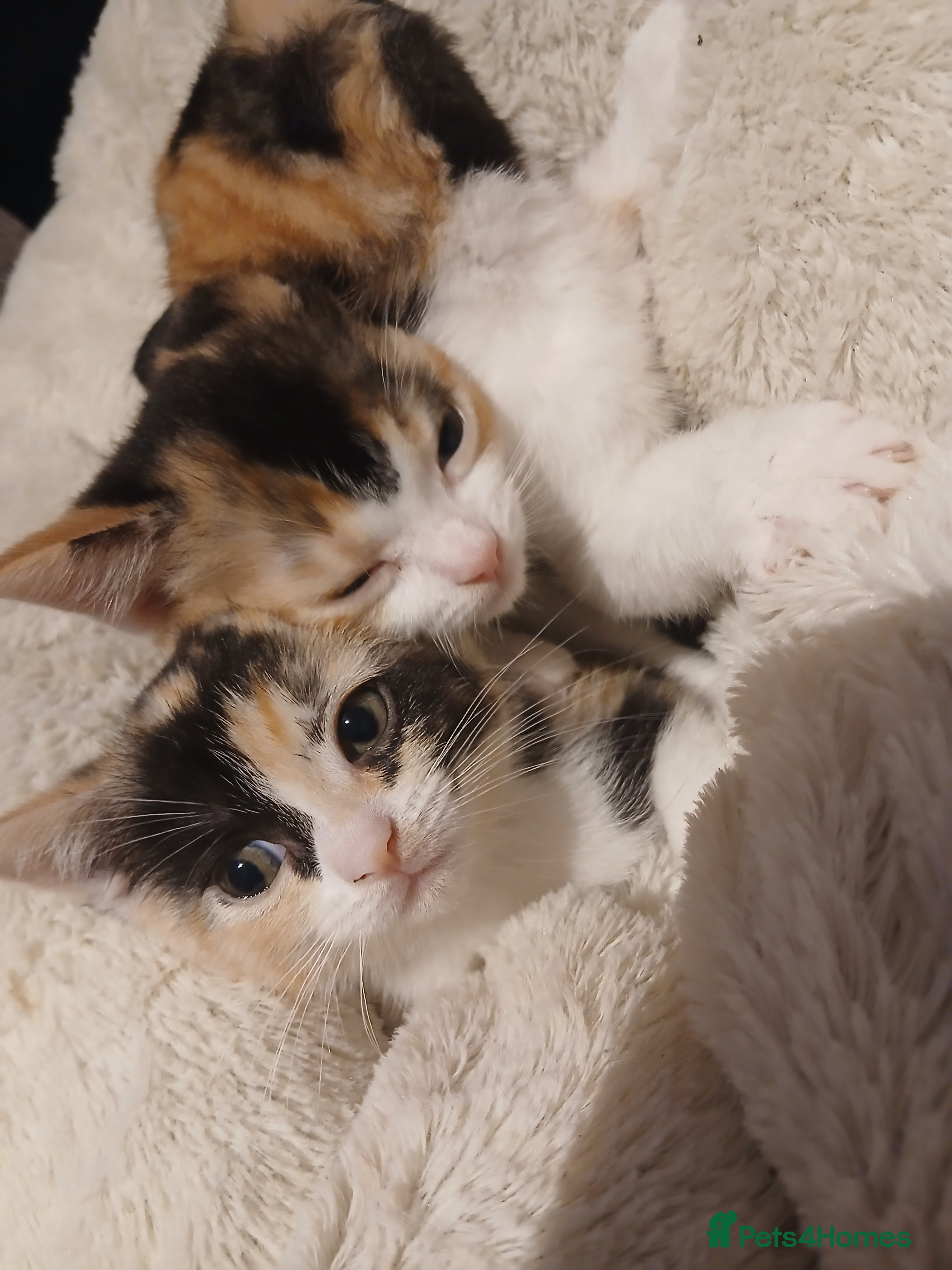 British Shorthair cats British shorthair kittens - Advert 2