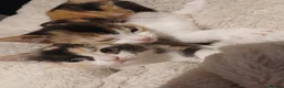 British Shorthair cats for sale: British shorthair kittens - Advert 2