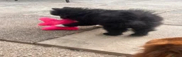 Mixed Breed dogs for sale: Black male pomchi in Milton Keynes - Advert 3
