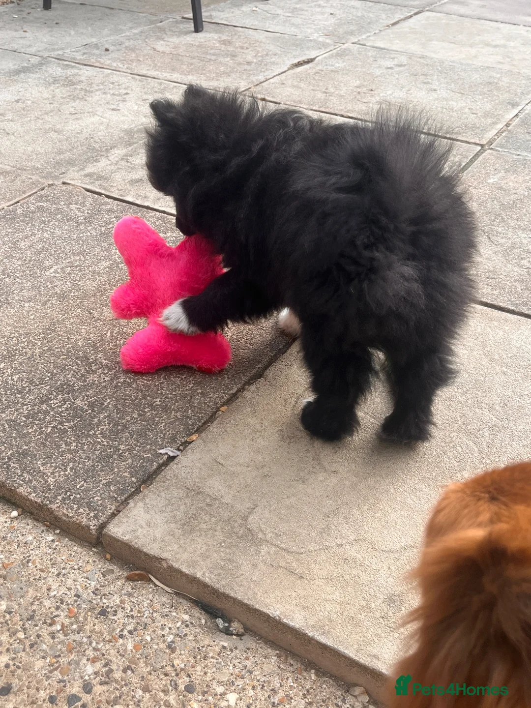 Mixed Breed dogs for sale: Black male pomchi in Milton Keynes - Advert 3