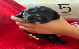 Cocker Spaniel dogs for sale: 7 Beautiful Cocker Spaniel Boys - Image 14