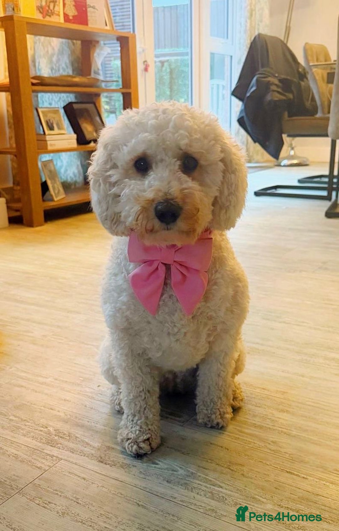 Labradoodle dogs for sale: Miniature Labradoodle  - Advert 7