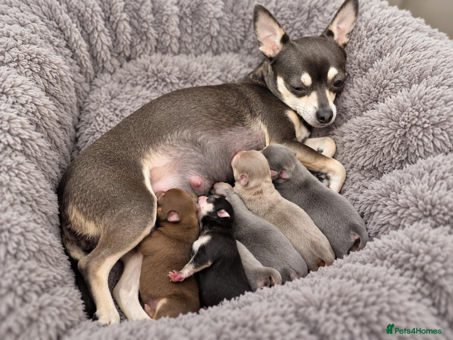Chihuahua dogs Beautiful Purebred Chihuahua Puppies  🐾 - Advert 1