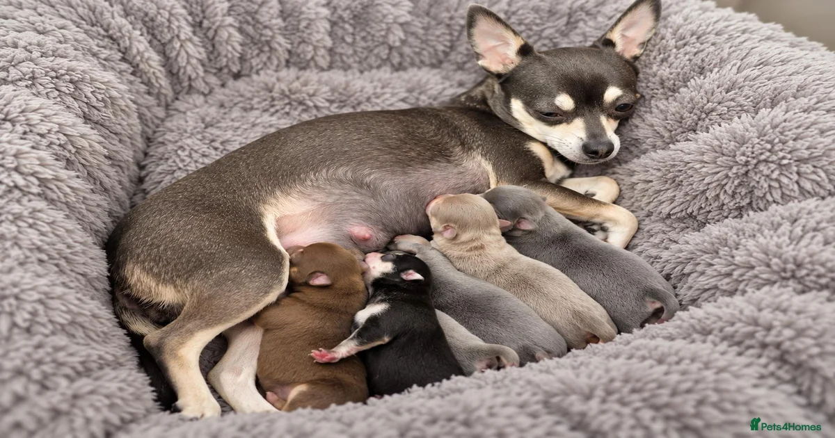 Chihuahua Puppies for sale in Runcorn, Halton | Pets4Homes