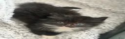 Mixed Breed cats for sale: 3 beautiful kittens for sale  - Advert 23