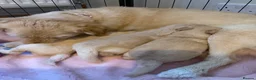 Goldendoodle dogs for sale: Goldendoodle puppies - Advert 3