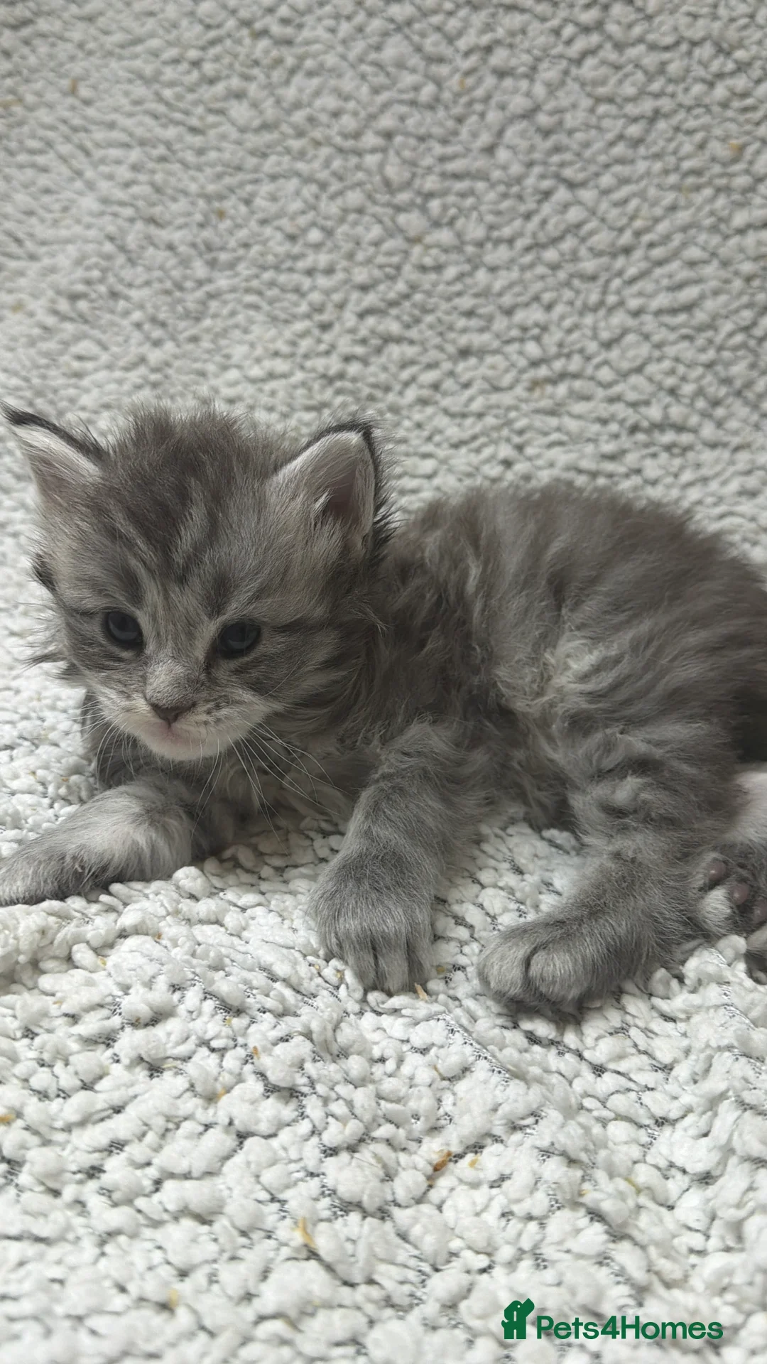 Maine Coon cats for sale: Beautiful maine coons - Advert 9