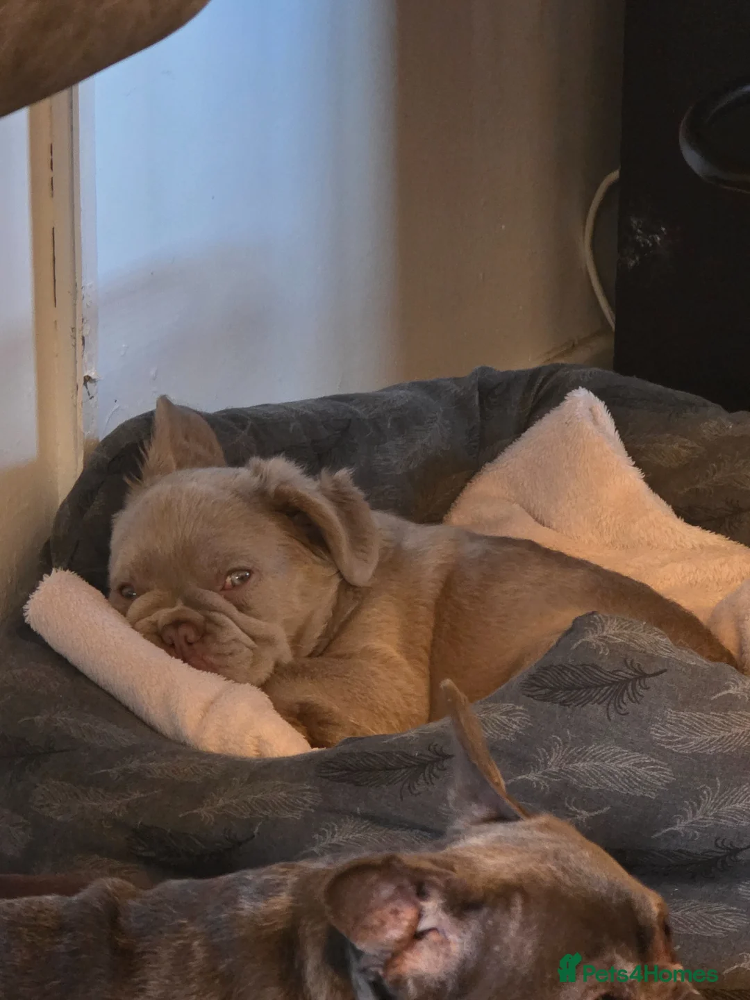 French Bulldog dogs for sale: Visual Fluffy New Shade Isabella ✨️BAILEY✨️ - Advert 7