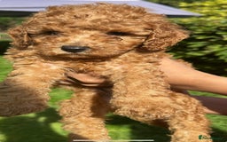 Toy Poodle dogs for sale:  High Quality KC Registered Red Toy Poodle Puppies - Image 11