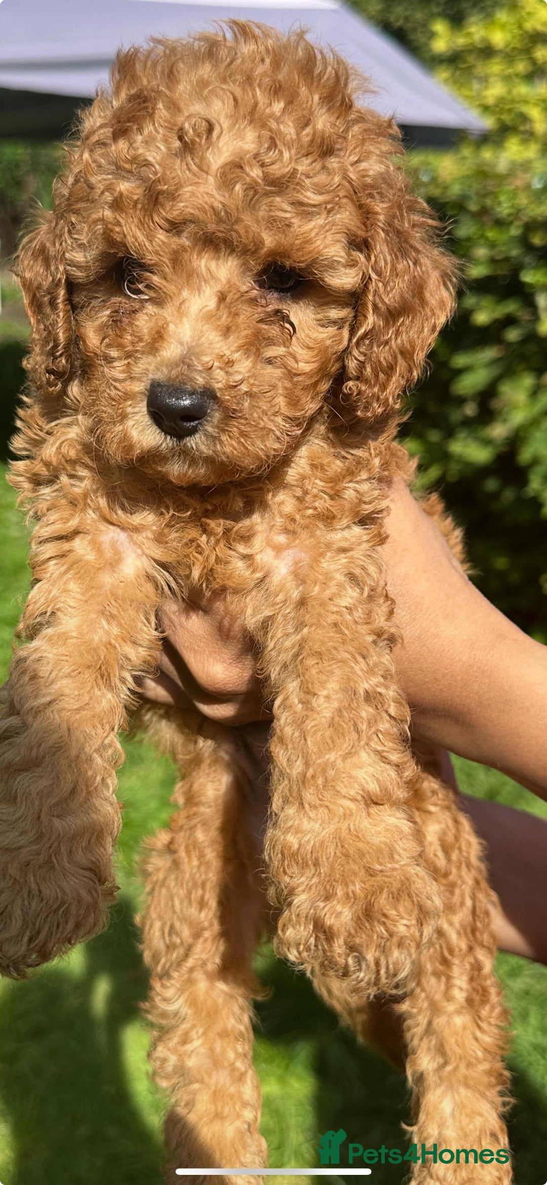 Toy Poodle dogs for sale:  High Quality KC Registered Red Toy Poodle Puppies - Image 11
