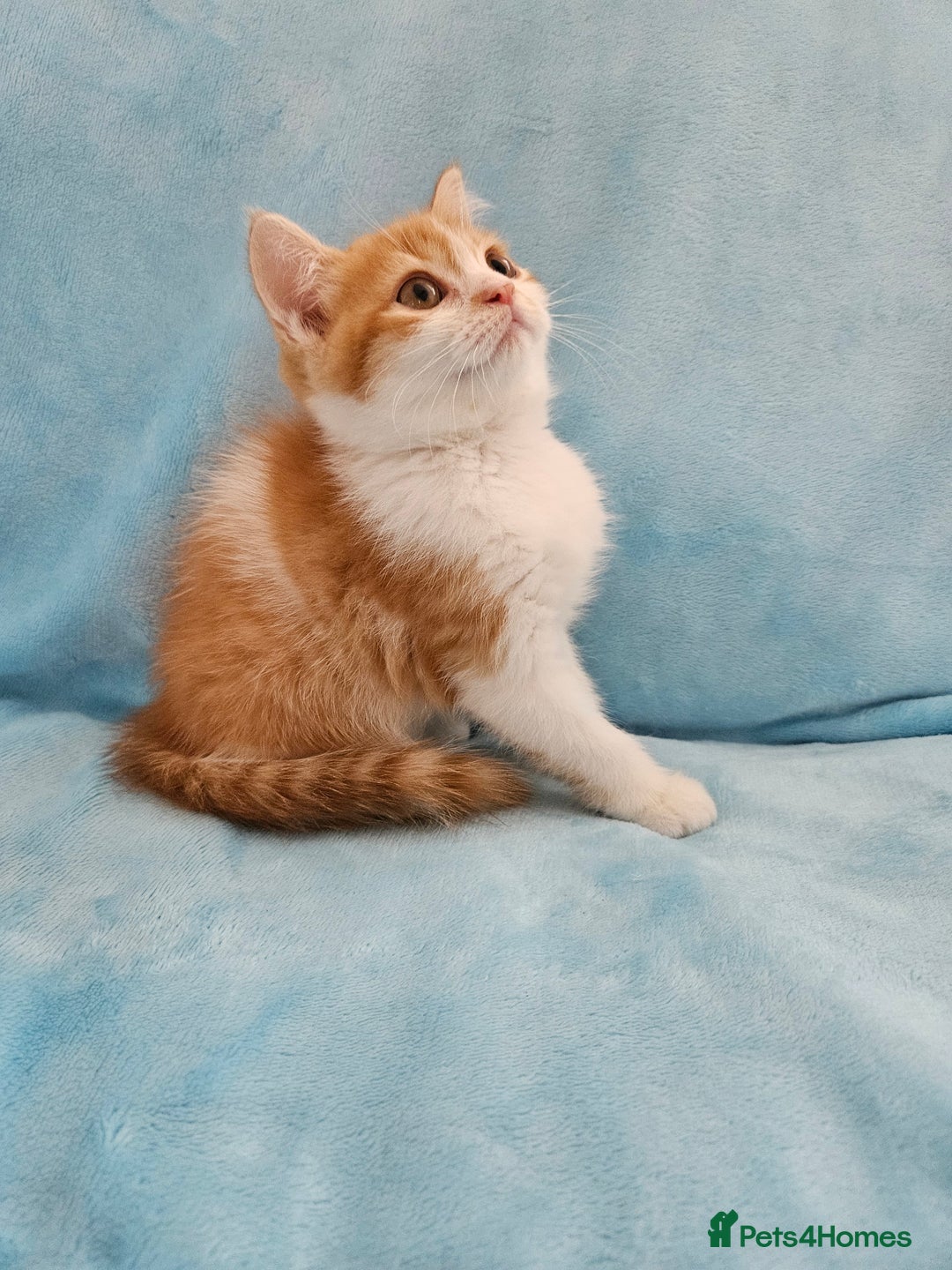 Scottish Fold cats for sale: Adorable Scottish fold Straight Ears Kittens - Image 5