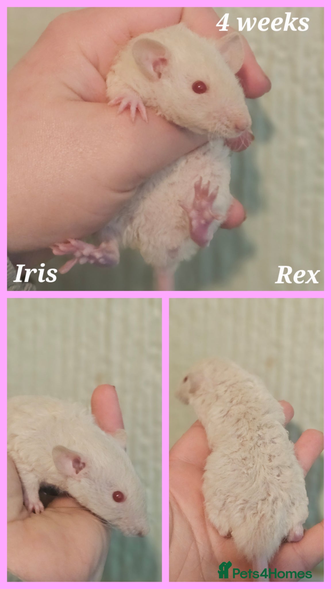 Rat rodents Baby Dumbo Rats ~ Double Rex - Advert 17