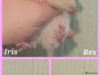 Rat rodents Baby Dumbo Rats ~ Double Rex - Advert 17