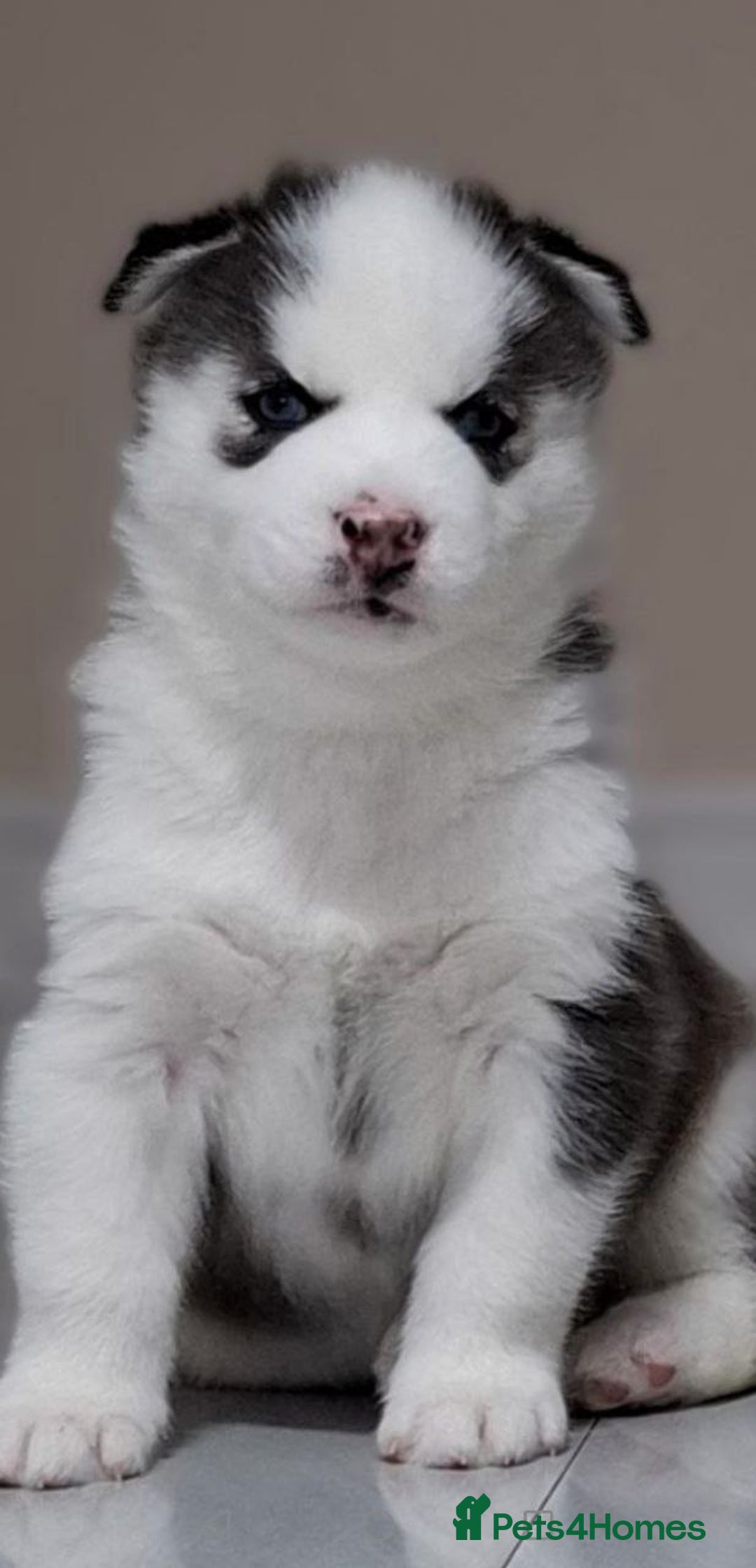 Siberian Husky dogs for sale: Siberian Huskies 1 Male 4 Female - Advert 20