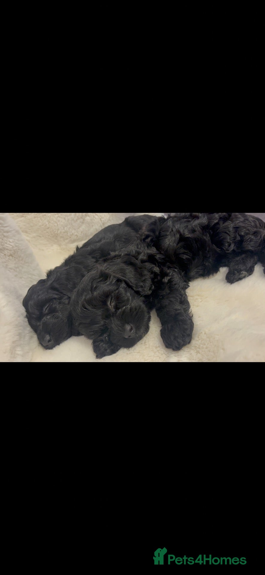 Cockapoo dogs for sale: Beautiful Toy cockapoo puppies  - Advert 2