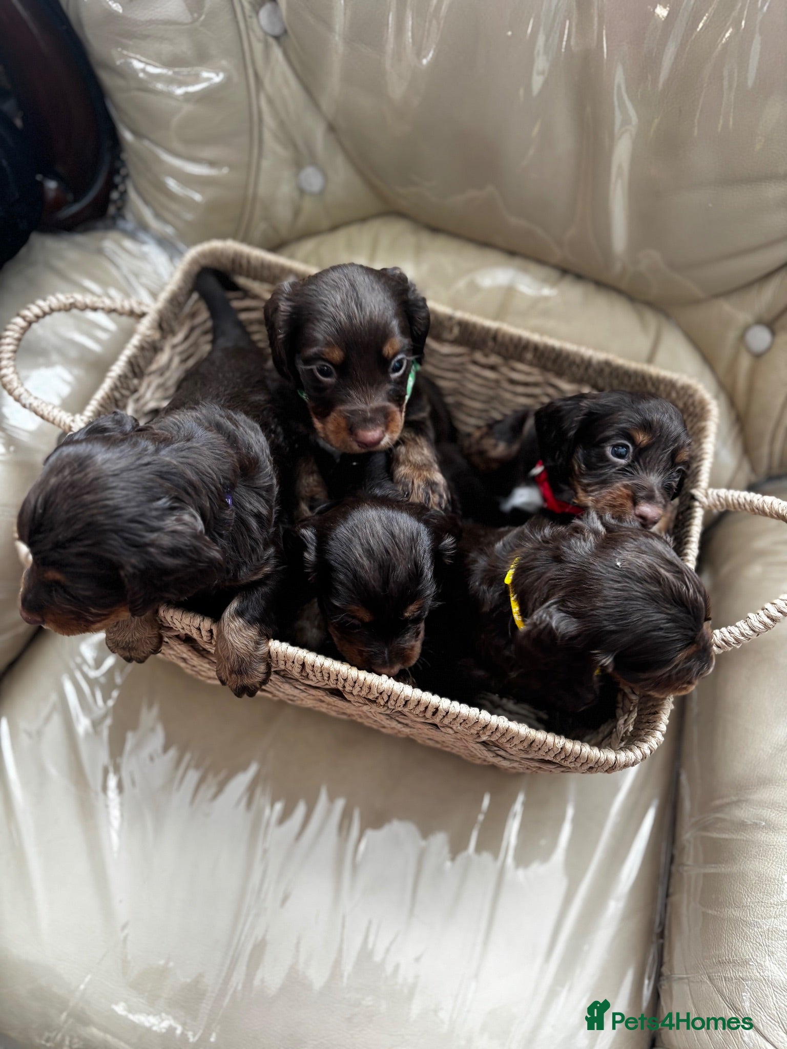 Cocker Spaniel dogs Chocolate & tan cocker spaniel puppies for sale  - Advert 2